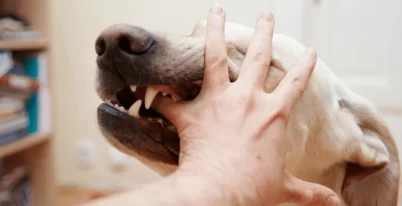 PENNSYLVANIA DOG BITE LAW