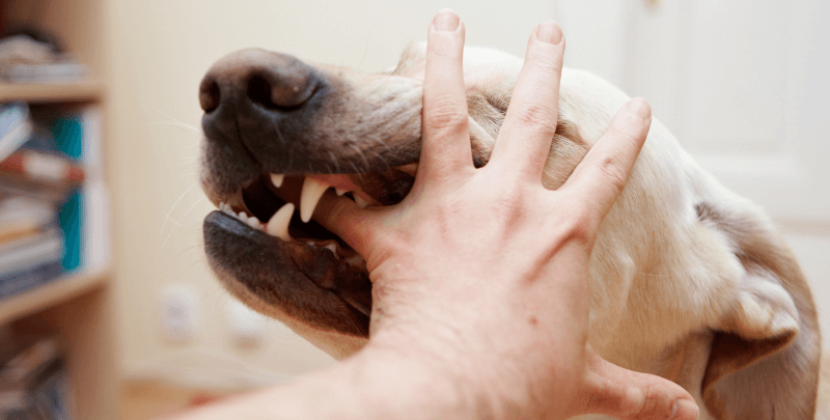 PENNSYLVANIA DOG BITE LAW