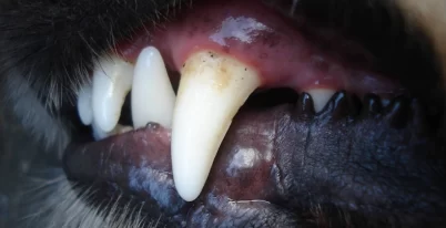 Who Is Responsible If I’ve Been Bitten by a Dog in Pennsylvania?